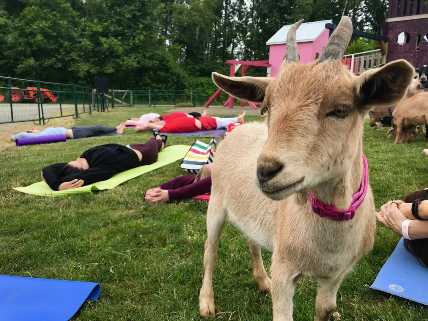 Goat Yoga Is Actually a Thing (I Did It) - Fitness Test Drive