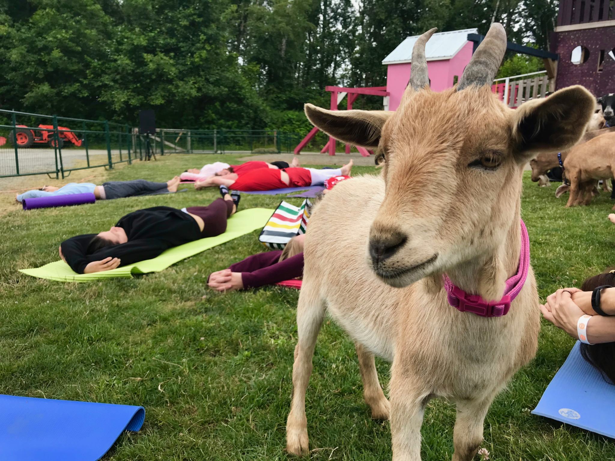 Goat Yoga Is Actually a Thing (I Did It) Fitness Test Drive